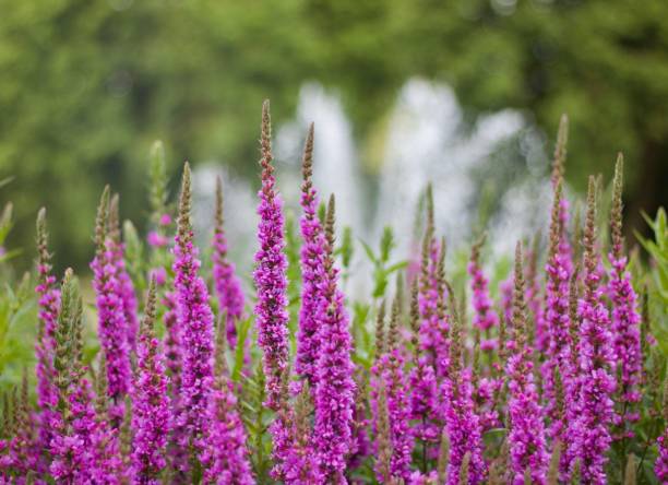 Purple veronica flowers with fountain in the background Purple spiky veronica blooms with fountain and foliage in the background lythrum salicaria purple loosestrife stock pictures, royalty-free photos & images
