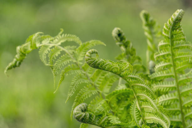 istock Green fresh fern leaf. Natural background 1317813271