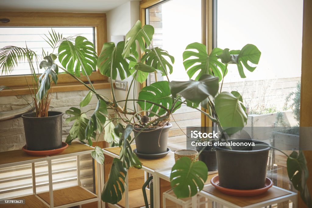 houseplant various house plants on the table at home Cheese Plant Stock Photo