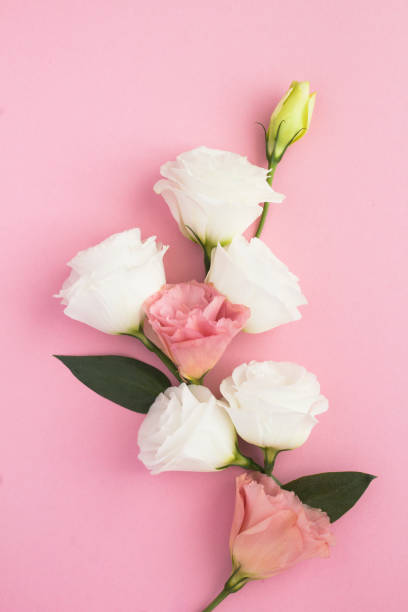 istock Flowers on the pink  background. Close-up. 1317817263
