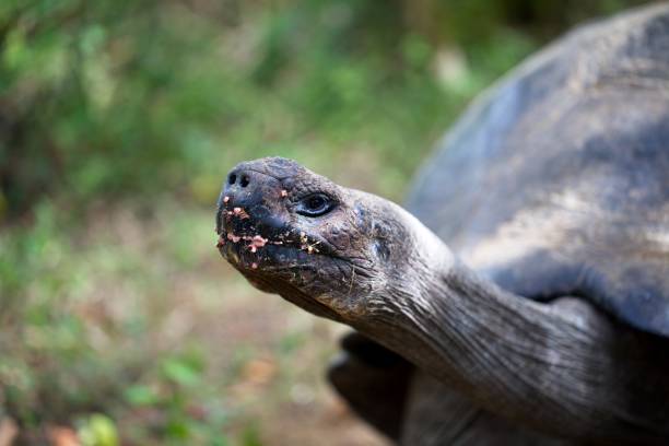 Closeup of Galapagos Tortoise (Chelonoidis nigra)  sticking out head and neck Galapagos Islands, Ecuador. stock photo