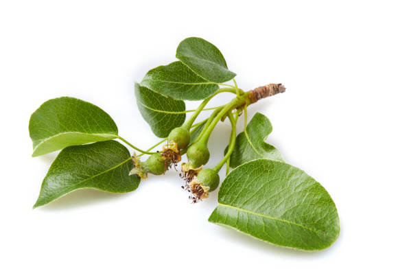 Small green pears with leaves on a twig  isolated on white background
