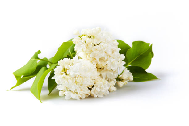 Photo of Branch of white lilac isolated