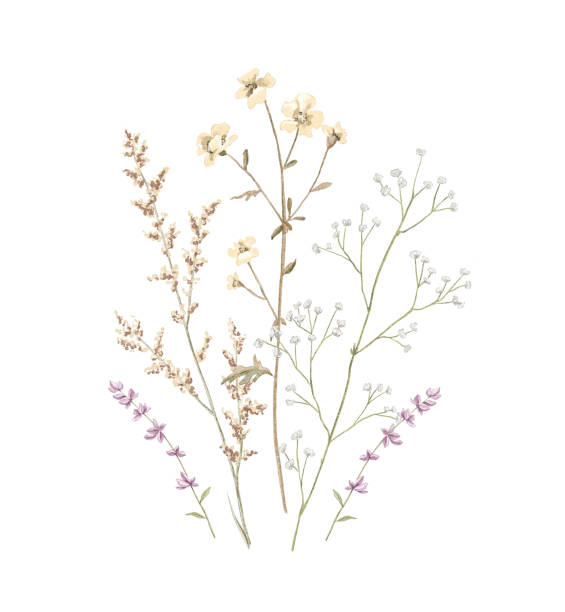 ilustrações, clipart, desenhos animados e ícones de buquê de aquarela com flores secas de prado - dried plant