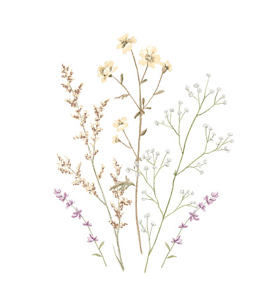 Vintage floral composition bouquet with meadow dried flowers isolated on white background. Watercolor hand drawn illustration sketch