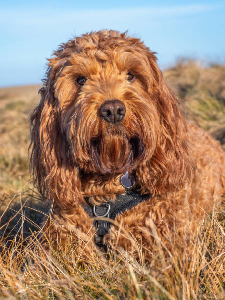 Cockapoo In Mud 140+ Red Cockapoo Stock Photos, Pictures & Royalty-Free Images - iStock
