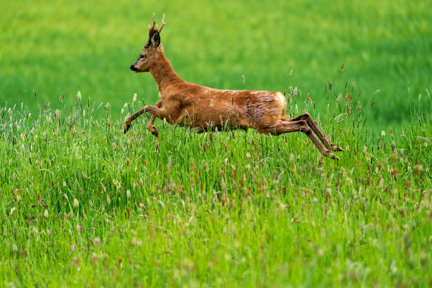 istock Flying roebuck on a green meadow 1317819926