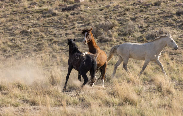 istock Wild Horse Stallions Fighting in Utah 1317821262