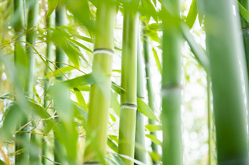 (Selective focus) Stunning view of a bamboo forest during a sunny day. Arashiyama Bamboo Grove, Kyoto, Japan. Natural, green background.