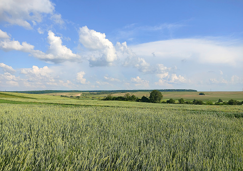 Natural landscape. Agriculture fields with green ears of wheat.
