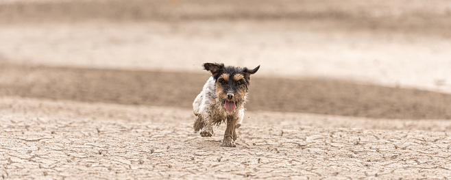 Small cute dog running on dry sandy ground and have fun. Jack Russell Terriers 4 years young