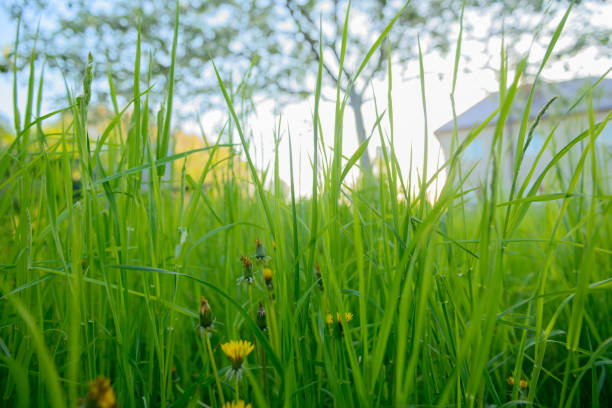 istock Thick juicy green grass in the garden. bottom view 1317823944
