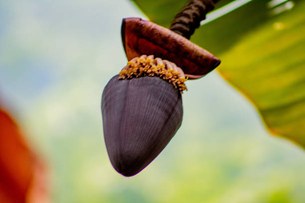 grande fioritura vegetale in macro - banana leaf flash foto e immagini stock