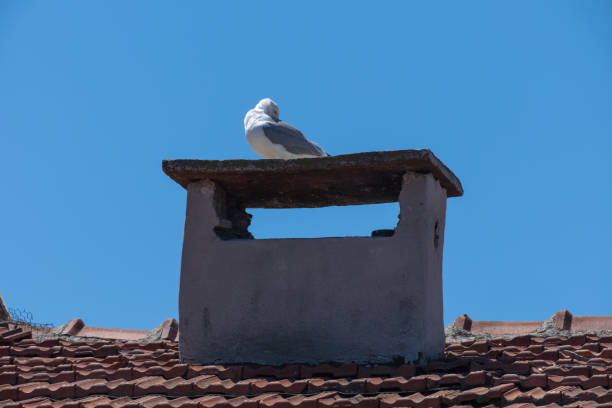istock single seagull on the roof, self-cleaning, old concrete chimney 1317826095