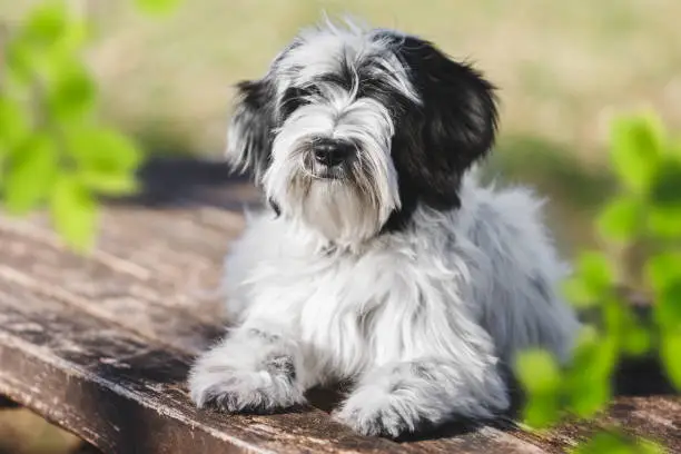 Photo of Puppy Dog Portrait. Portrait of a young male Tibetan terrier  puppy lying obediently outdoors