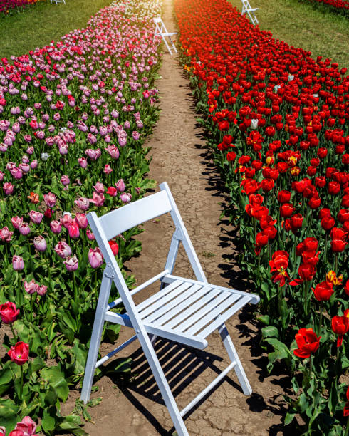 Tulip fields with scenery on a sunny day.