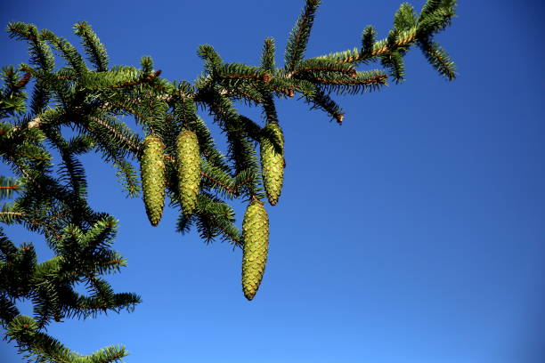Four growing green pine cones, hanging on spruce branches, against the clear blue sky