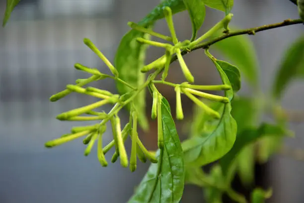 Photo of Twig with cestrum nocturnum flowers buds