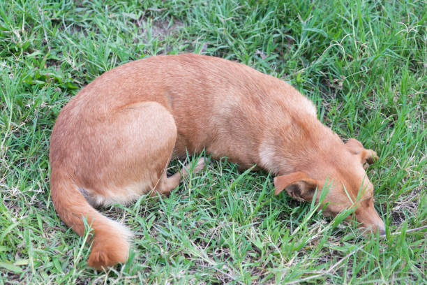 istock The dog in the garden. 1317828014