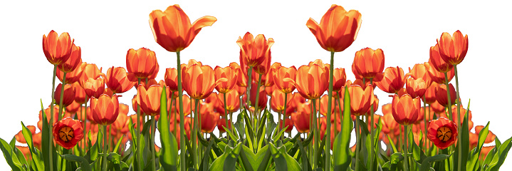 Banner of red tulips isolated on a white background. Flowers border. Red tulip with petals glowing in the sun.