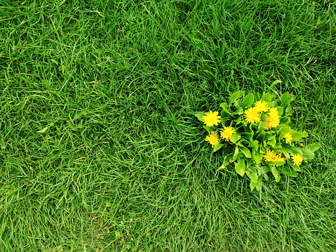 Yellow dandelions in green grass top view on spring day