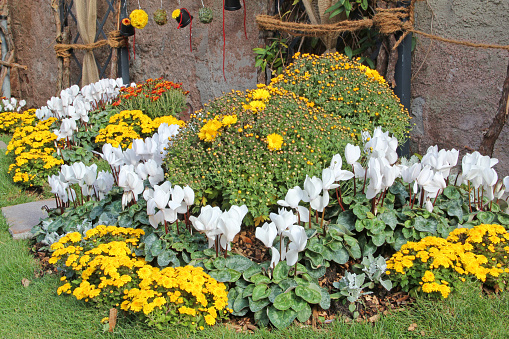 Beautiful floral decoration with yellow chrysanthemums and white cyclamen