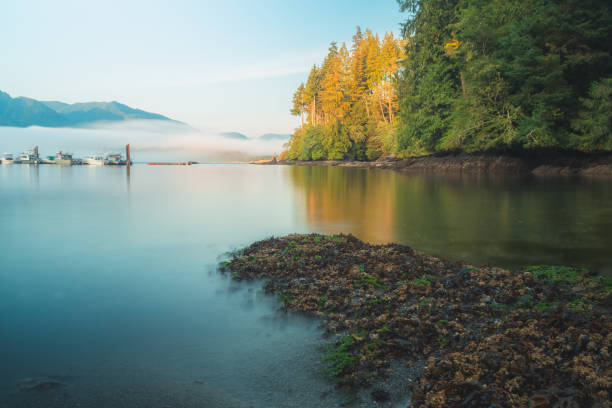 Port Renfrew, British Columbia Calm, idyllic golden sunset or sunrise light over seascope shore and landscape of Port Renfrew Marina in the pacific northwest on Vancouver Island, BC, Canada. port renfrew stock pictures, royalty-free photos & images