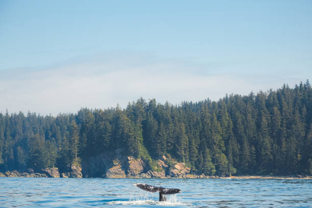 Gray Whale Fluke, Pacific Ocean The tail fluke of a Pacific Gray (grey) Whale (Eschrichtius robustus) splashes in open ocean water off the wilderness coast of Vancouver Island, BC, Canada near Port Renfrew. gray whale stock pictures, royalty-free photos & images