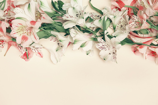 Beautiful composition with alstroemeria flowers lon pastel background. Nature concept. Top view. Flat lay. Copy space