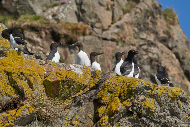 istock Seabirds on Skomer Island 1317830754
