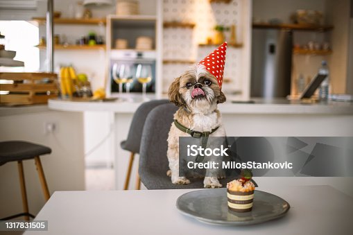 istock Dog birthday celebration 1317831505