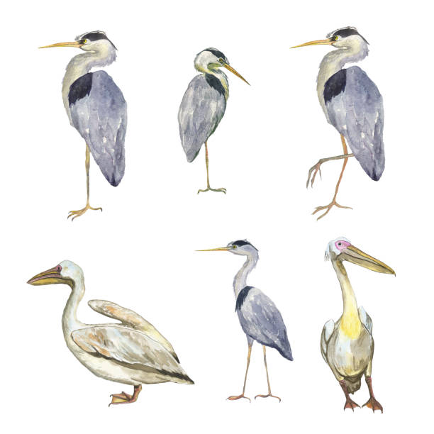 istock Set of pelicans and herons bird isolated on white background. Watercolor hand drawing illustration of wild birds. Grey heron and Great white pelican. Clip art of six elements. 1317832073