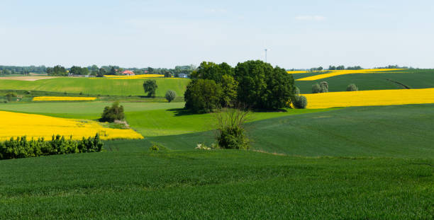 istock Flowering rape field with in the  landscape  in  Poland 1317832687