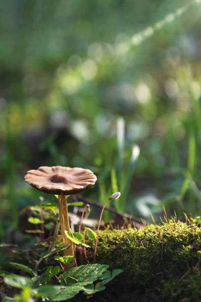 istock Wild mushroom growing on mossy stump on sun lights in spring forest 1317832962