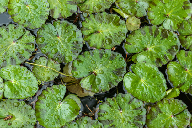 istock Closeup, lily pads in pond. Covered in raindrops. 1317833054