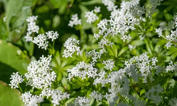 May 2021: Close-up of Woodruff Plant with white flowers
