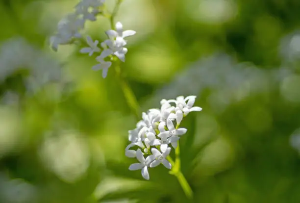 May 2021: Close-up of Woodruff Plant with white flowers