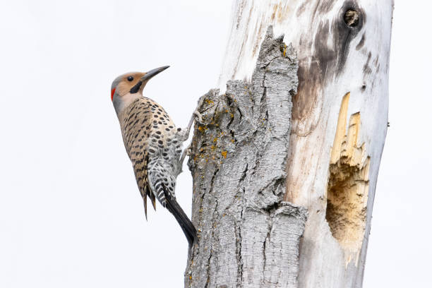 istock Male Northern Flicker bird hanging on a tree 1317834010