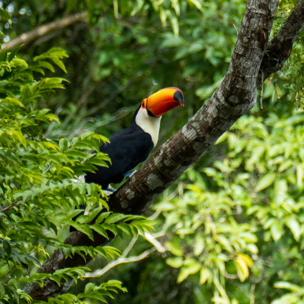 istock Toucan in the Brazilian forest. 1317834044