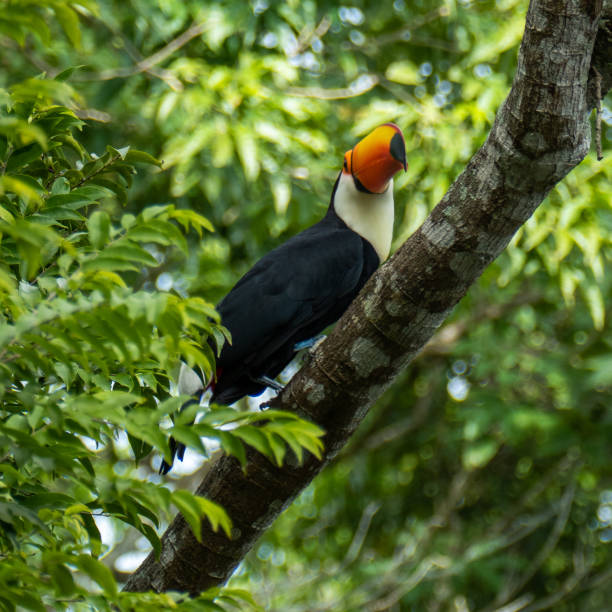 istock Toucan in the Brazilian forest. 1317834055
