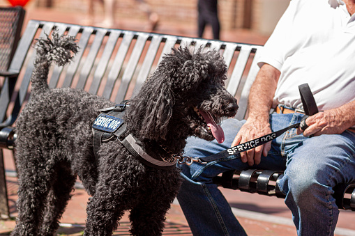 Annapolis, MD, USA 05-02-2021: Close up image of a black poodle service dog, specially trained to help and elderly caucasian man with disability. The senior man holds the leash of the dog as he sits on a bench. The dog stands by.