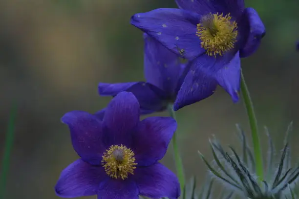 Photo of Pulsatilla patens, eastern pasqueflower, spreading anemone. Bright deep violet-blue flowers of Pulsatilla patens in green forest in springtime outdoors close-up. Spring purple flowers background.