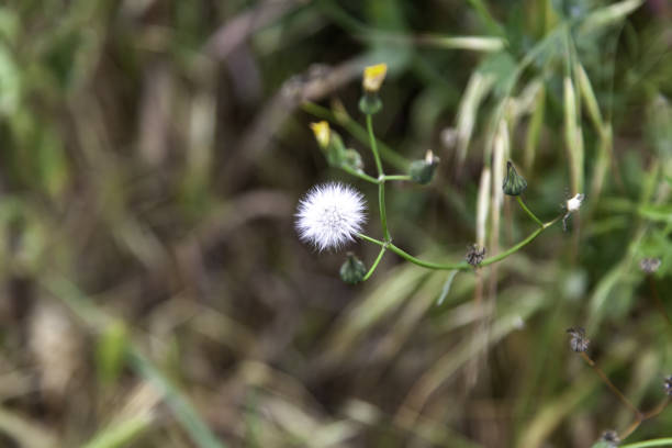 istock Wild daisies in the field 1317835520