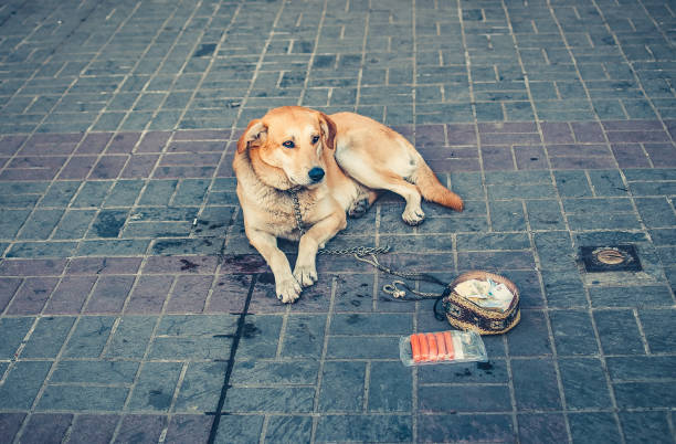 The dog lies and asks for alms