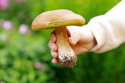Female hand holding raw edible mushroom with brown cap Penny Bun in autumn forest background. Harvesting picking big ceps mushrooms in natural environment. Cooking delicious organic food concept