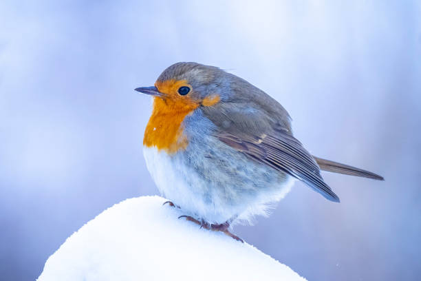 istock European robin bird Erithacus rubecula foraging in snow, cold Winter setting. 1317835905