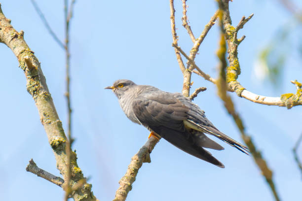 Common cuckoo, Cuculus canorus, resting and singing in a tree. Common cuckoo, Cuculus canorus, resting and singing in a tree. It is a brood parasite, which means it lays eggs in the nests of other bird species, dunnocks, meadow pipits, and reed warblers common cuckoo stock pictures, royalty-free photos & images