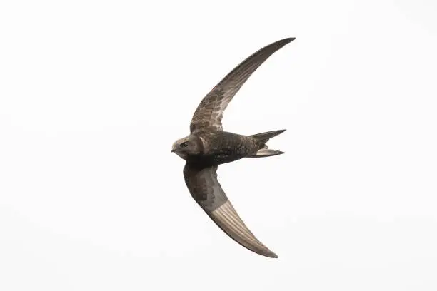 Common swift Apus apus, swallow bird in flight against a white background