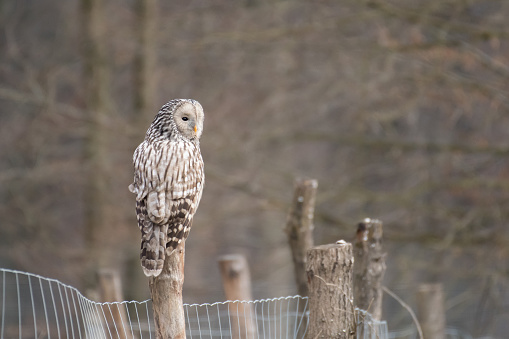 Portrait of Ural Owl (Strix uralensis) sitting on a fence post with a background of trees. Wild bird in natural environment, in typical habitat. Forest in Poland