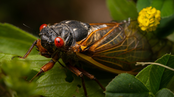 A Brood X Cicada of 2021 crawls on a leave out from beneath a flower in Madison, Indiana.